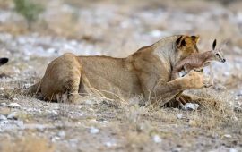 मातृत्वले जितेको शिकार : प्राणी जगतको अद्‍भुत घट्ना