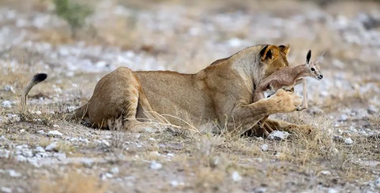 मातृत्वले जितेको शिकार : प्राणी जगतको अद्‍भुत घट्ना