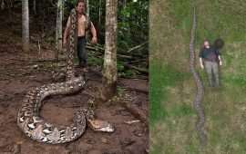 फेला पर्‍यो संसारकै लामो अजिंगर, गिनिज बुकमा लेखायो नाम