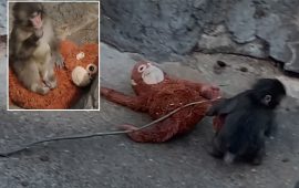 आफ्नै आमाबाट तिरस्कृत बाँदरको बच्चाले जित्यो विश्वको मन