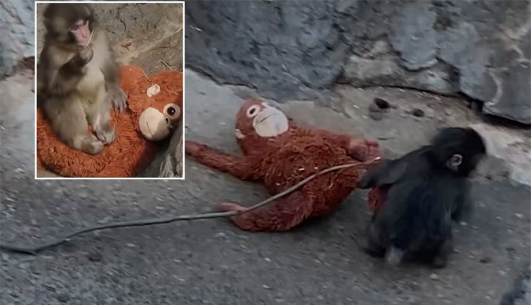 आफ्नै आमाबाट तिरस्कृत बाँदरको बच्चाले जित्यो विश्वको मन