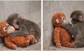 आफ्नै आमाबाट तिरस्कृत बाँदरको बच्चाले जित्यो विश्वको मन