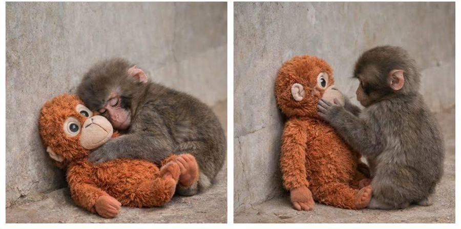 आफ्नै आमाबाट तिरस्कृत बाँदरको बच्चाले जित्यो विश्वको मन