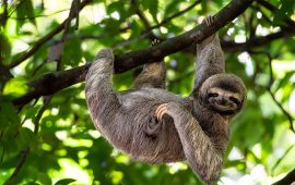 १० अल्छी जनावर, जो अधिक सुस्त र निद्रालु हुन्छन्