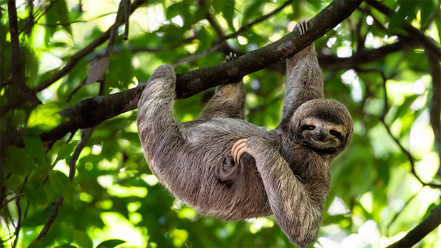 १० अल्छी जनावर, जो अधिक सुस्त र निद्रालु हुन्छन्