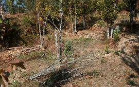 सुन्तलाका बोट सुक्न थालेपछि भोजपुरका किसान समस्यामा