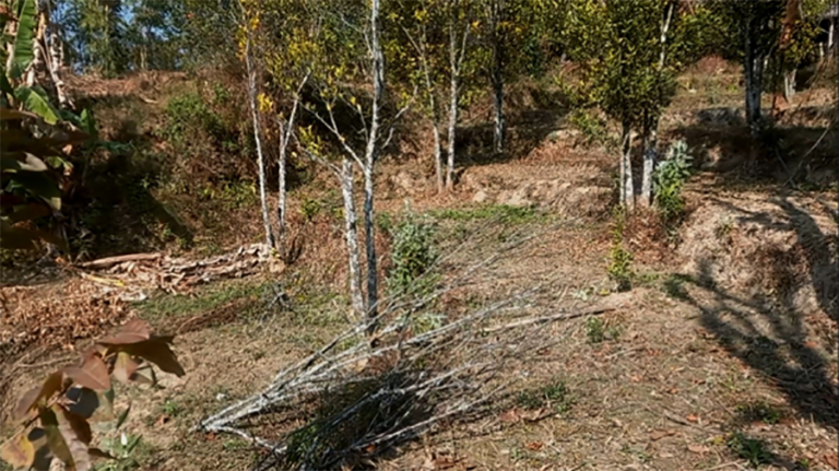 सुन्तलाका बोट सुक्न थालेपछि भोजपुरका किसान समस्यामा