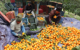 अन्नपूर्ण गाउँपालिकाबाट करिब ४ करोडको सुन्तला बिक्री   