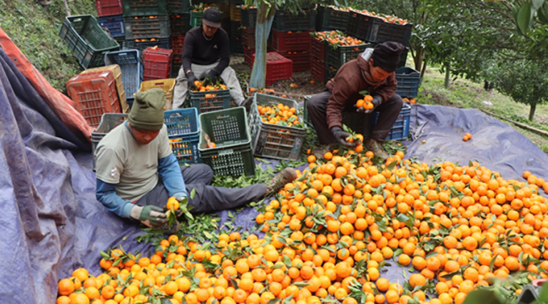 अन्नपूर्ण गाउँपालिकाबाट करिब ४ करोडको सुन्तला बिक्री   