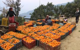 सिगाना बन्यो ‘सुन्तला गाउँ’, भित्रियो ४ करोड