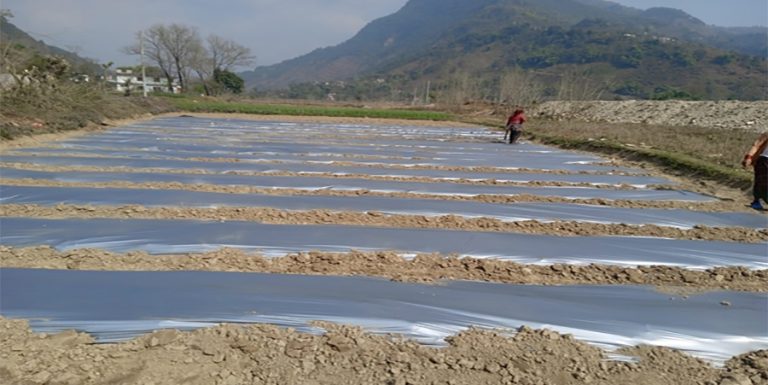 आँधीखोला किनार क्षेत्रमा तर्बुजाखेती