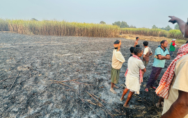 ३० बिघाको उखु जलेर नष्ट, १ करोड बढीको क्षति
