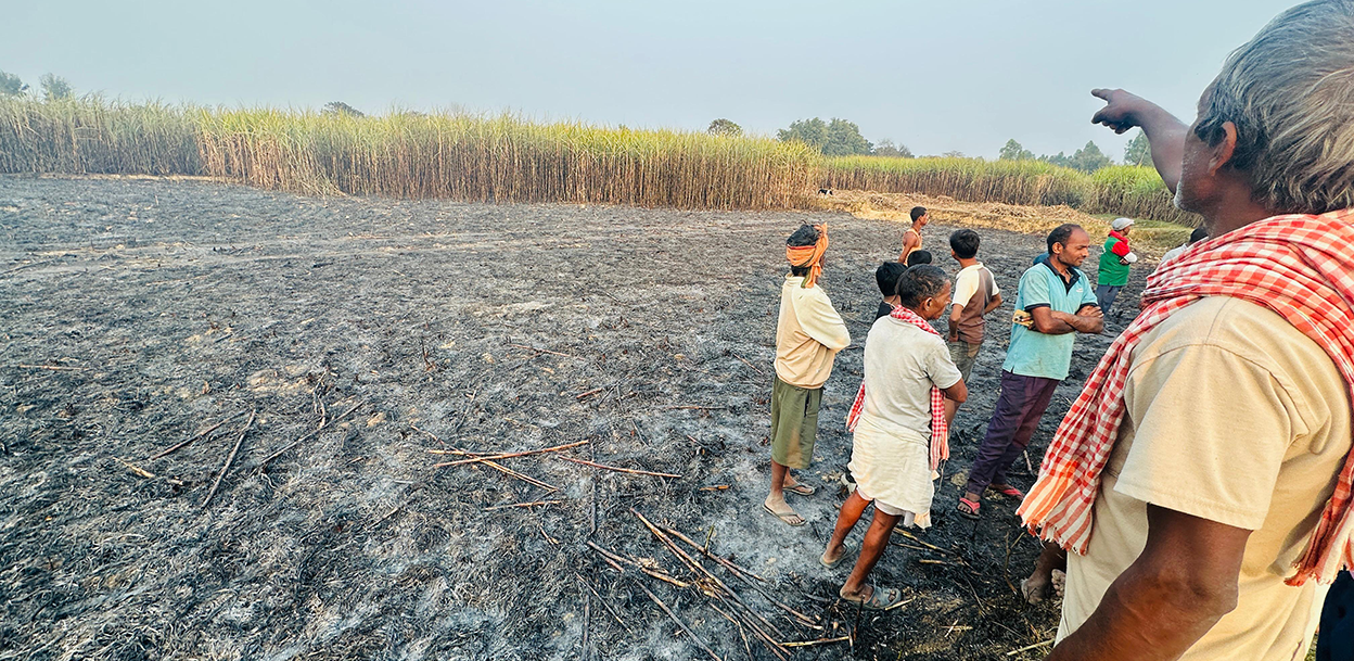 ३० बिघाको उखु जलेर नष्ट, १ करोड बढीको क्षति