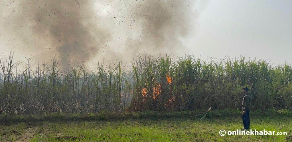 महोत्तरीको उखु खेतमा आगलागी