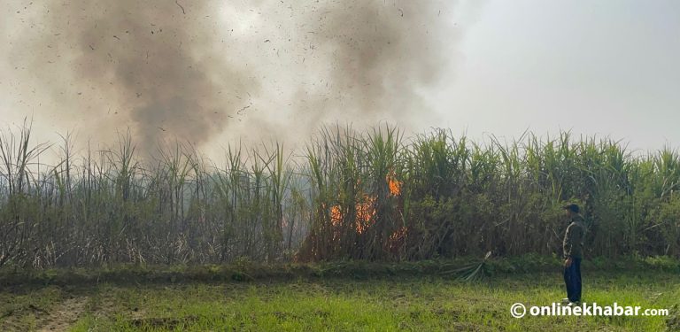 महोत्तरीको उखु खेतमा आगलागी