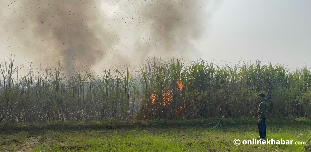 महोत्तरीको उखु खेतमा आगलागी