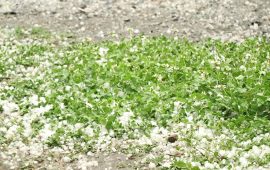 गुल्मीमा असिना-पानीले हिउँदे बालीमा क्षति