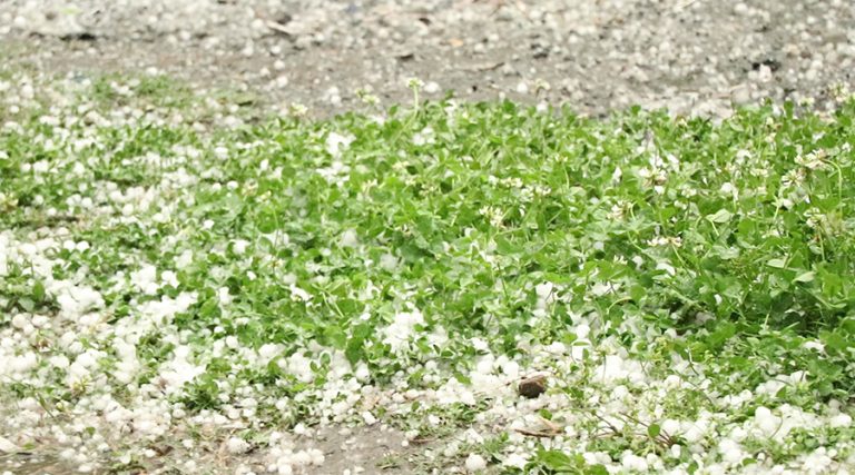 गुल्मीमा असिना-पानीले हिउँदे बालीमा क्षति