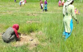 वन कार्यालयले एक लाख जनालाई दियो रोजगारी