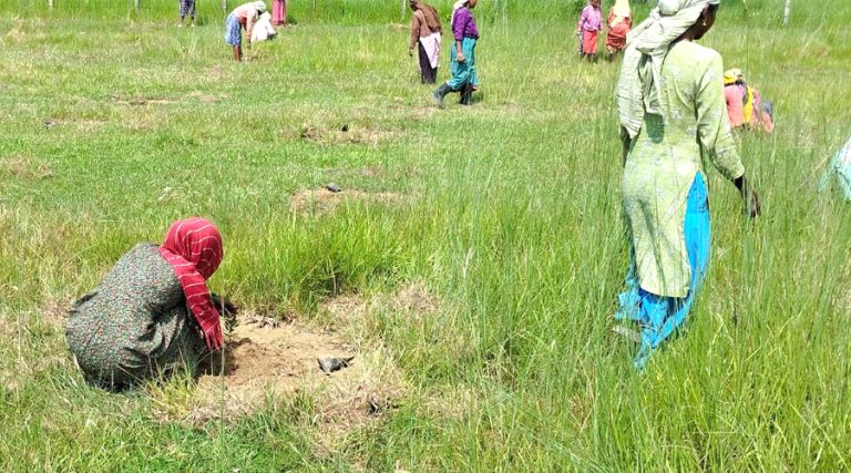 वन कार्यालयले एक लाख जनालाई दियो रोजगारी