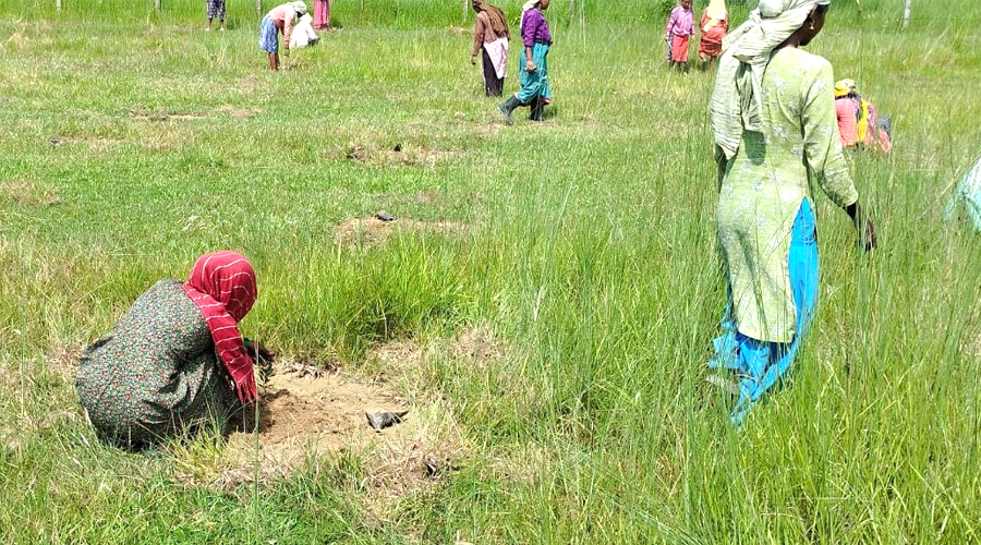 वन कार्यालयले एक लाख जनालाई दियो रोजगारी