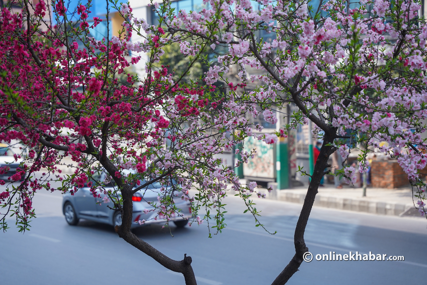 फूल्यो चेरी, बढ्यो काठमाडौंको सौन्दर्य (तस्वीरहरू)
