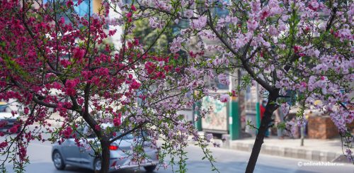 फुल्यो चेरी, बढ्यो काठमाडौंको सौन्दर्य (तस्वीरहरू)