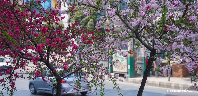 फुल्यो चेरी, बढ्यो काठमाडौंको सौन्दर्य (तस्वीरहरू)