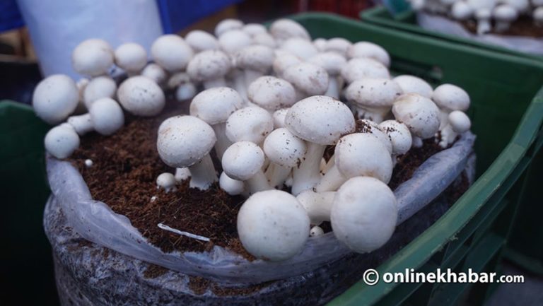 च्याउ सेवनका ५ फाइदा