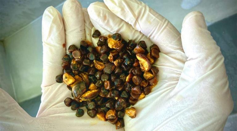 गाईको पित्तथैलीको पत्थरी सुनभन्दा महंगो !