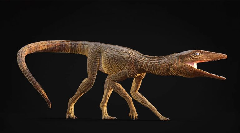 बेलायतमा २१ करोड वर्ष पुरानो ‘दौडने गोही’ को जीवाश्म फेला