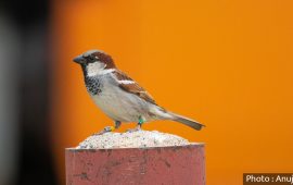 आजको दिन प्यारा भँगेराहरूका लागि