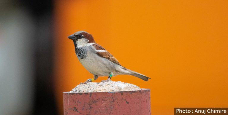 आजको दिन प्यारा भँगेराहरूका लागि