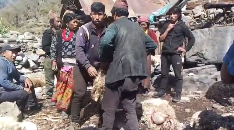 हुम्लामा गोठभित्र पसेर चितुवाले मार्‍यो ४५ भेडा