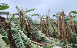 हावाहुरीले झापाको व्यवसायीक केराखेतीमा लाखौंको क्षति