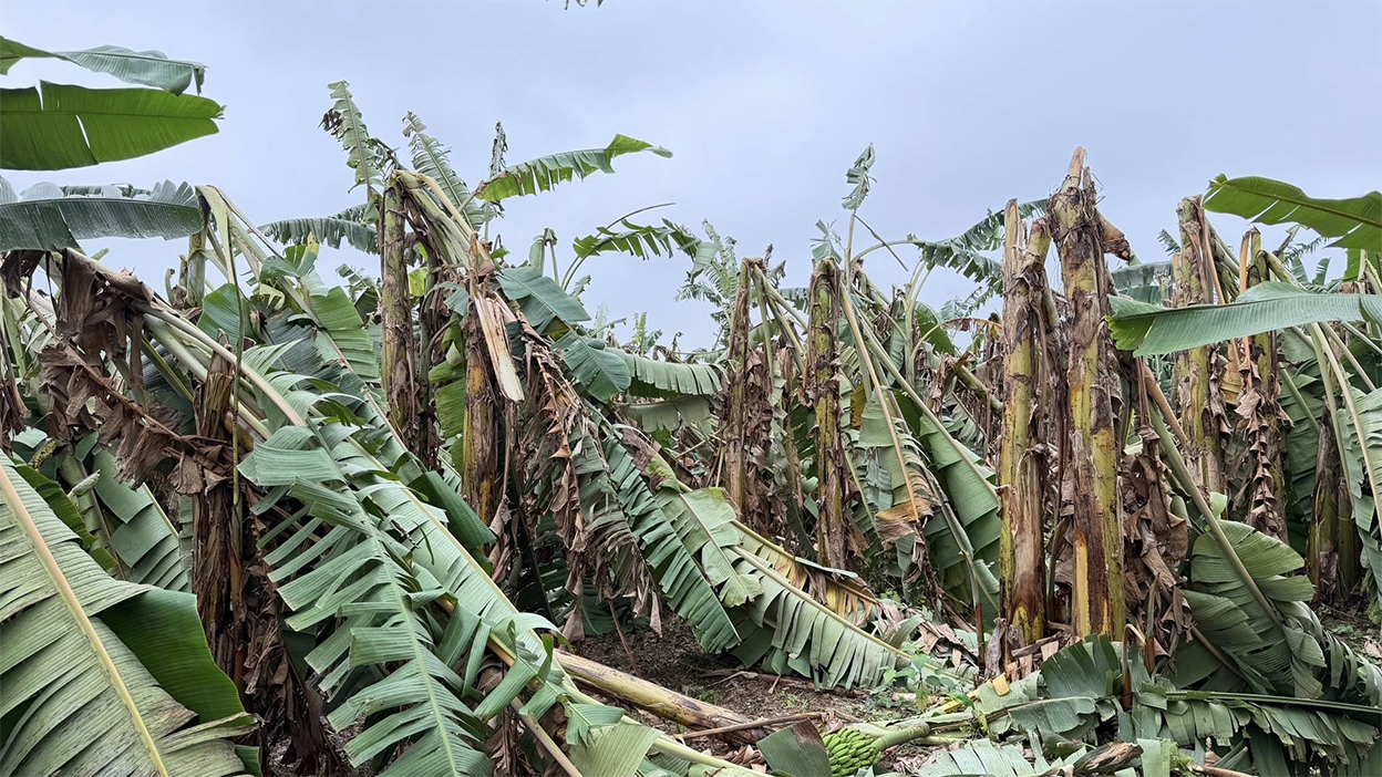 हावाहुरीले झापाको व्यवसायीक केराखेतीमा लाखौंको क्षति