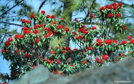 सल्यानका डाँडापाखामा ढकमक्क लाली गुराँस (तस्वीरहरू)
