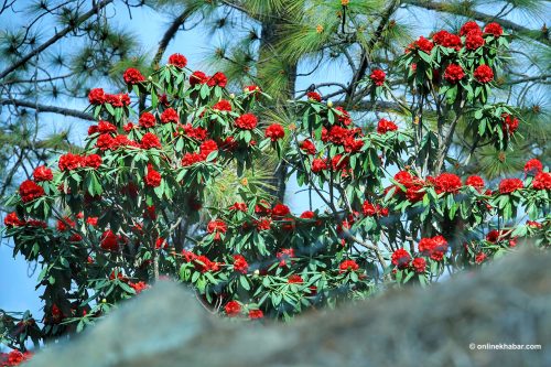 सल्यानका डाँडापाखामा ढकमक्क लाली गुराँस (तस्वीरहरू)