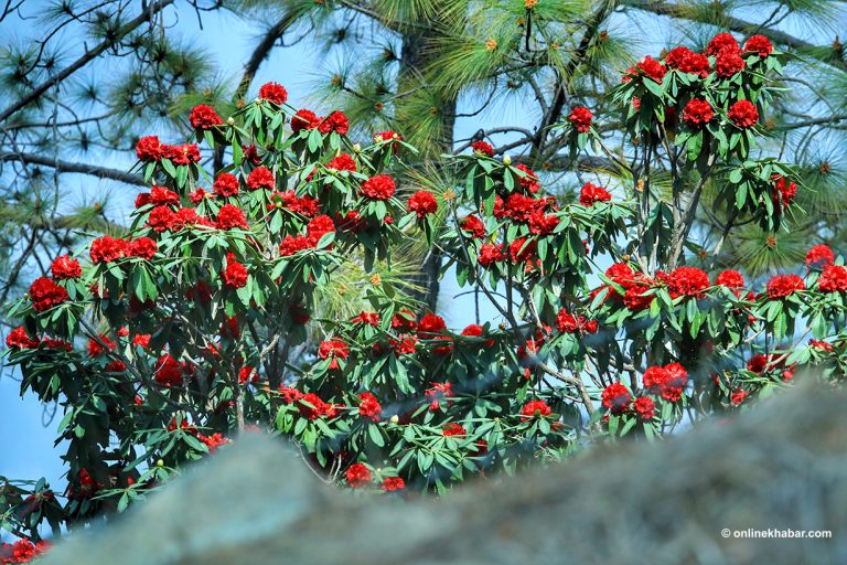 सल्यानका डाँडापाखामा ढकमक्क लाली गुराँस (तस्वीरहरू)