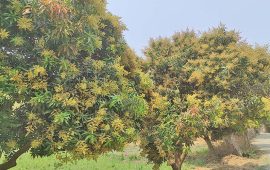 ढकमक्क मधेशका आँप बगैँचा, ६० प्रतिशत उत्पादन बढ्ने अनुमान