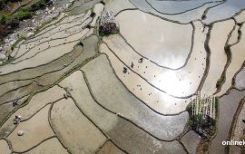 पाँचथरमा विगतको तुलनामा छिट्टै रोपियो चैते धान (तस्वीरहरु)