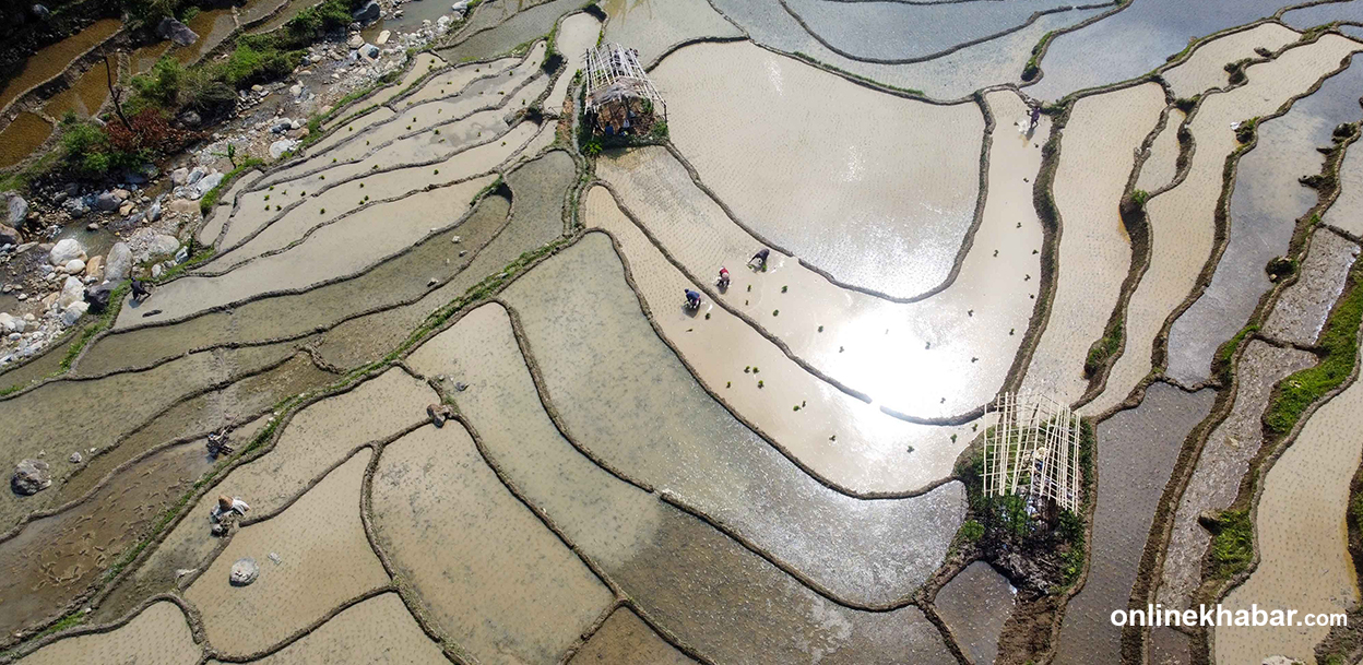 पाँचथरमा विगतको तुलनामा छिट्टै रोपियो चैते धान (तस्वीरहरु)