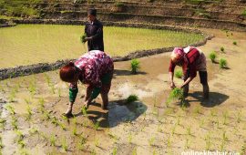 कृषि विभागद्वारा चैते धानको समर्थन मूल्य सिफारिस