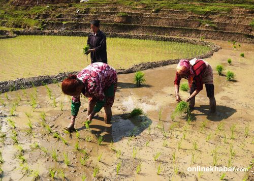 कृषि विभागद्वारा चैते धानको समर्थन मूल्य सिफारिस