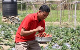 गुल्मीमा स्ट्रबेरी खेतीबाट मनग्य आम्दानी