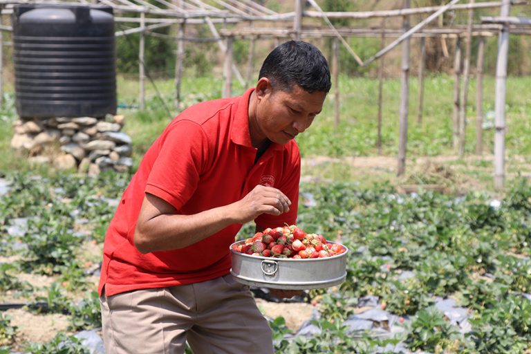 गुल्मीमा स्ट्रबेरी खेतीबाट मनग्य आम्दानी