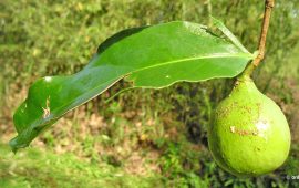 रानीबेल : स्मृति, विज्ञान र संरक्षणको कथा