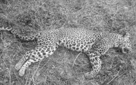 स्याङ्जाको मालुङ्गामा चितुवा मृत भेटियो