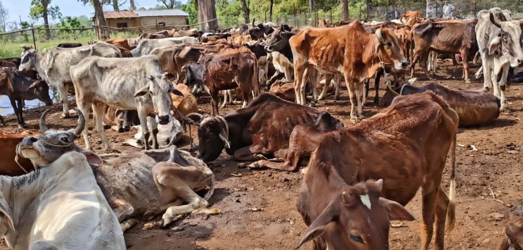 बर्दगोरियाको गौशालामा खाना नहुँदा गाईको विजोग, व्यवस्थापनमा बजेट अभाव