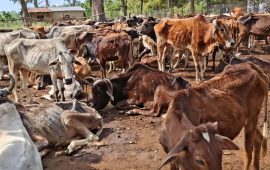 बर्दगोरियाको गौशालामा खाना नहुँदा गाईको विजोग, व्यवस्थापनमा बजेट अभाव